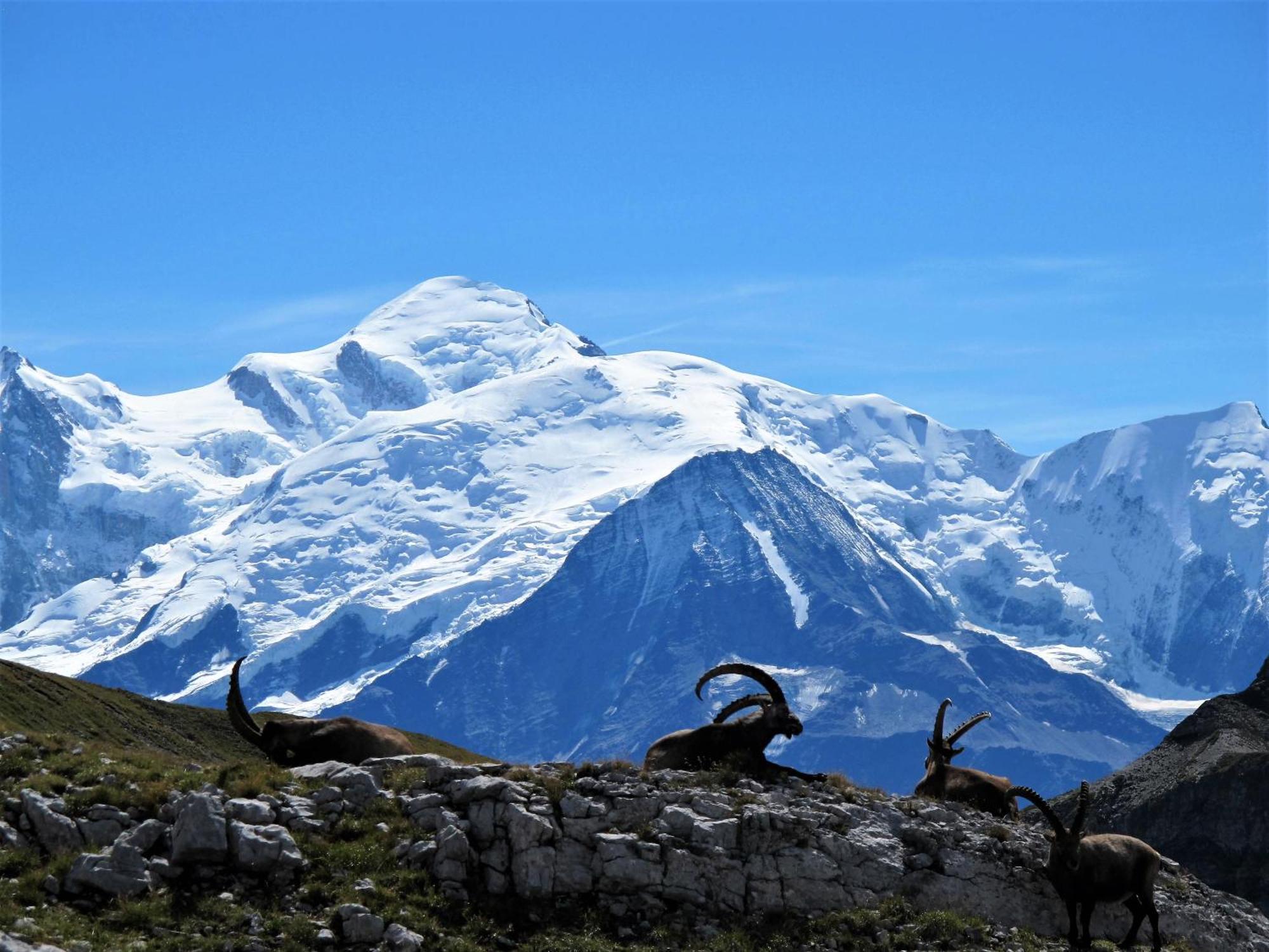 Vintage Chic -Central, Wifi, Mountain View Les Carroz d'Araches Luaran gambar